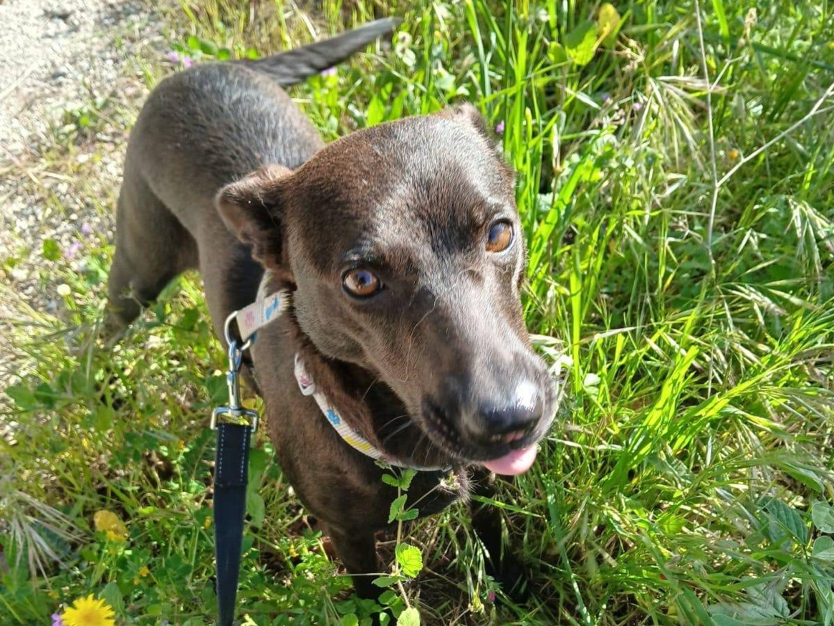 Vuoi adottare un cane a Agrigento?