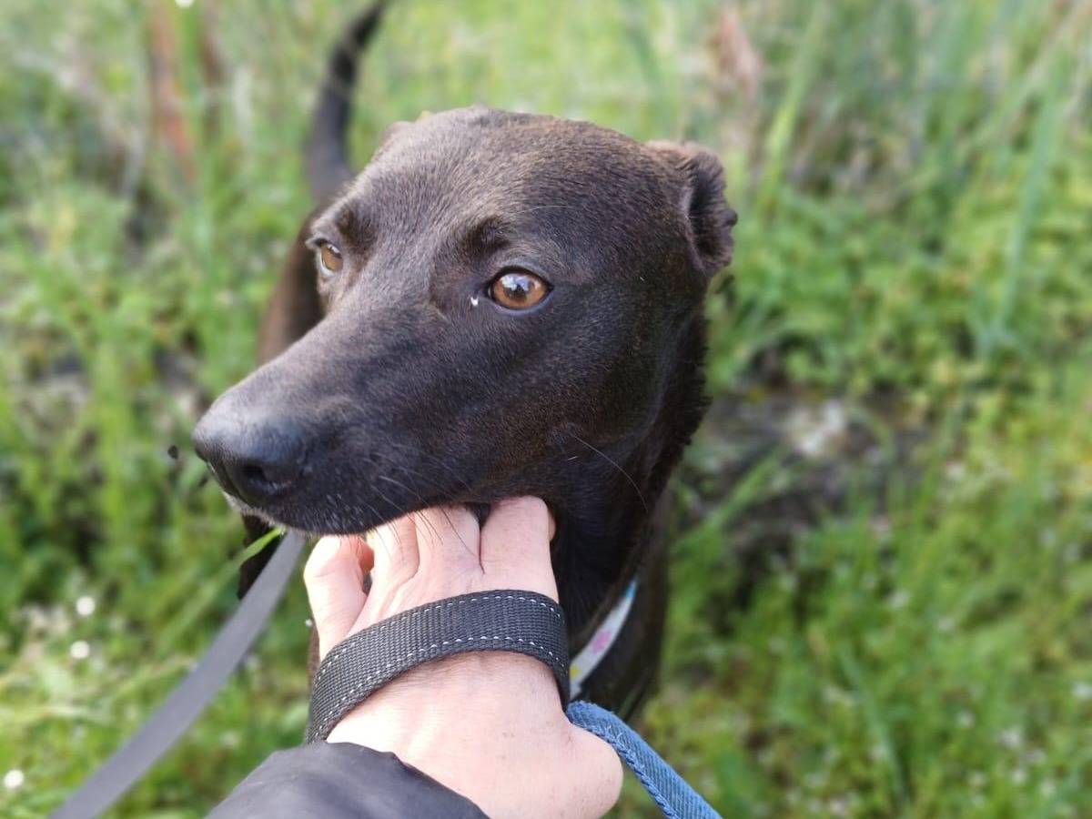 Adotta il cane Camilla a Agrigento