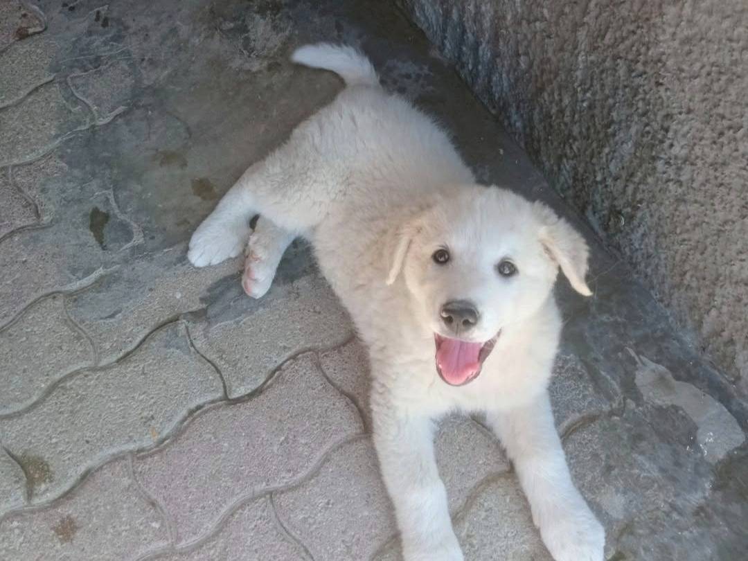 Foto dell'animale