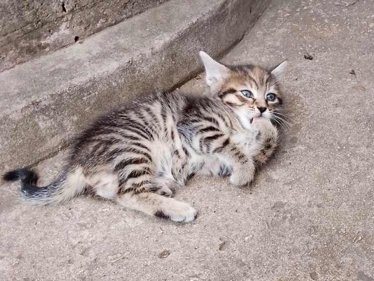 Foto dell'animale