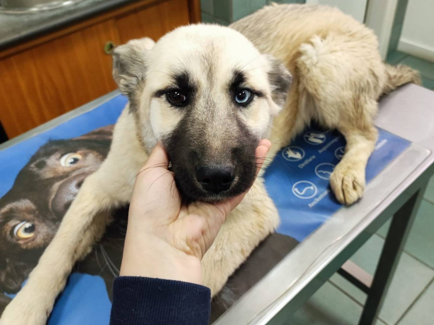 Adozione cane, femmina, Siberian Husky Razza sconosciuta, 1 anno e 2 mesi, taglia media, Avellino