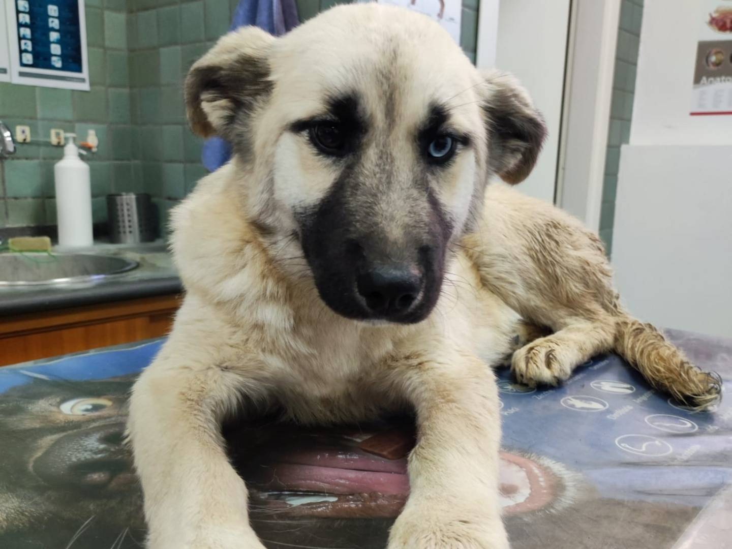 Adotta un cane, femmina, 1 anno e 2 mesi, Avellino