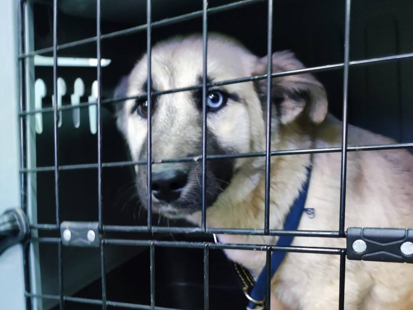 Adotta un cane, taglia media, femmina, Avellino