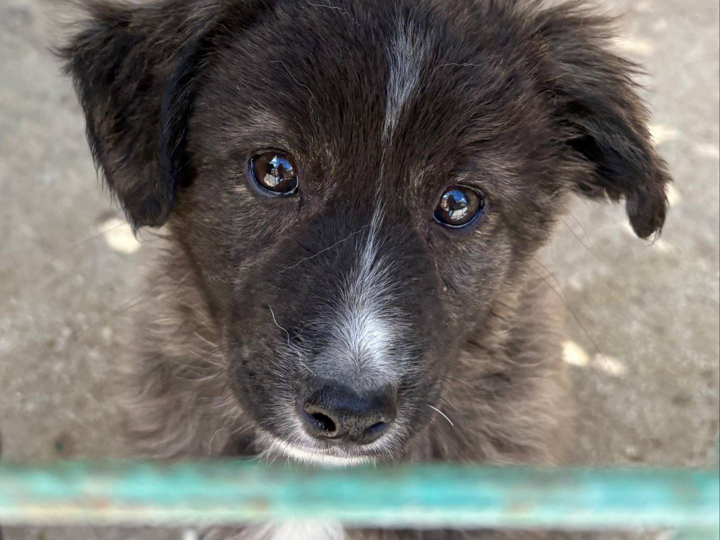 Adozione cane, femmina, Razza sconosciuta Razza sconosciuta, 11 mesi, taglia media contenuta, Avellino