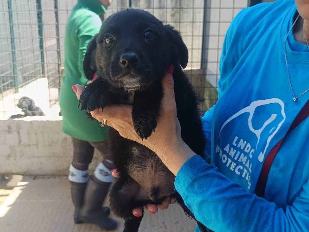 Adozione cane, maschio, Razza sconosciuta Razza sconosciuta, 1 anno, taglia media, Avellino