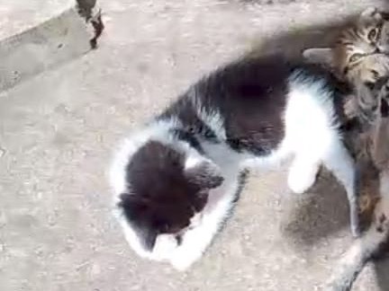Adotta un gatto, maschio, 1 mesi, Sassari