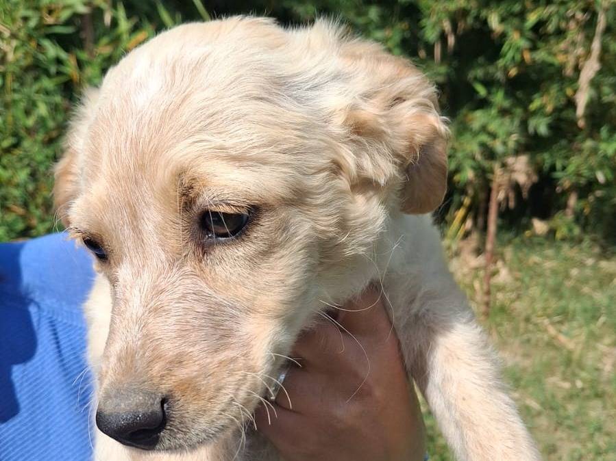 Adotta un cane, maschio, 3 mesi, Caserta