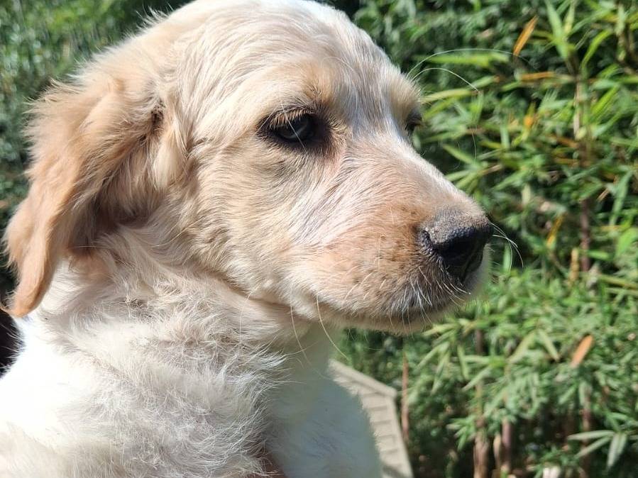 Adotta un cane, taglia media, maschio, Caserta