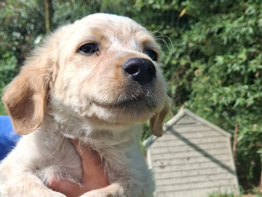 Vuoi adottare un cane a Caserta?
