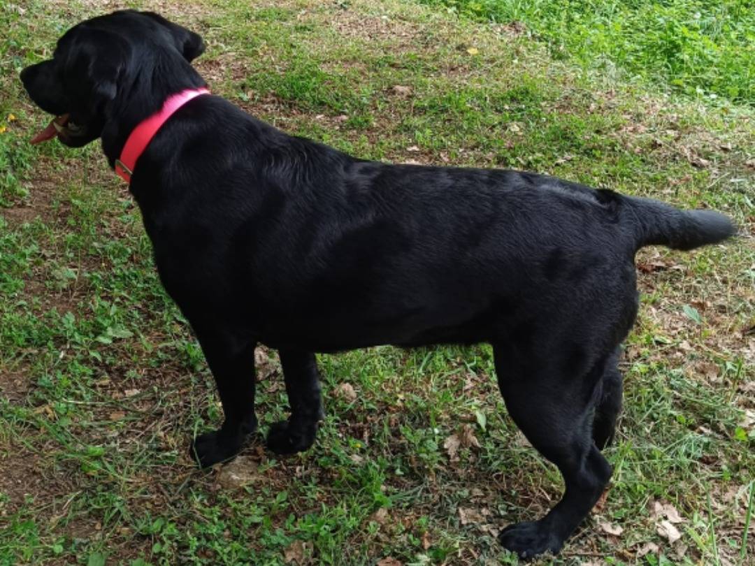 Vuoi adottare un cane a Salerno?