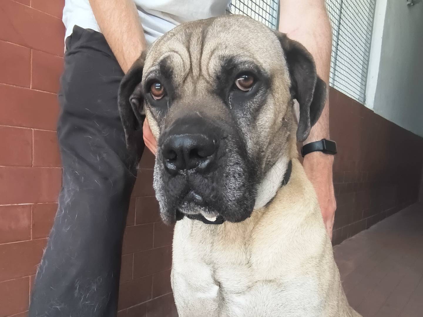 Adotta un cane, taglia gigante, maschio, Milano
