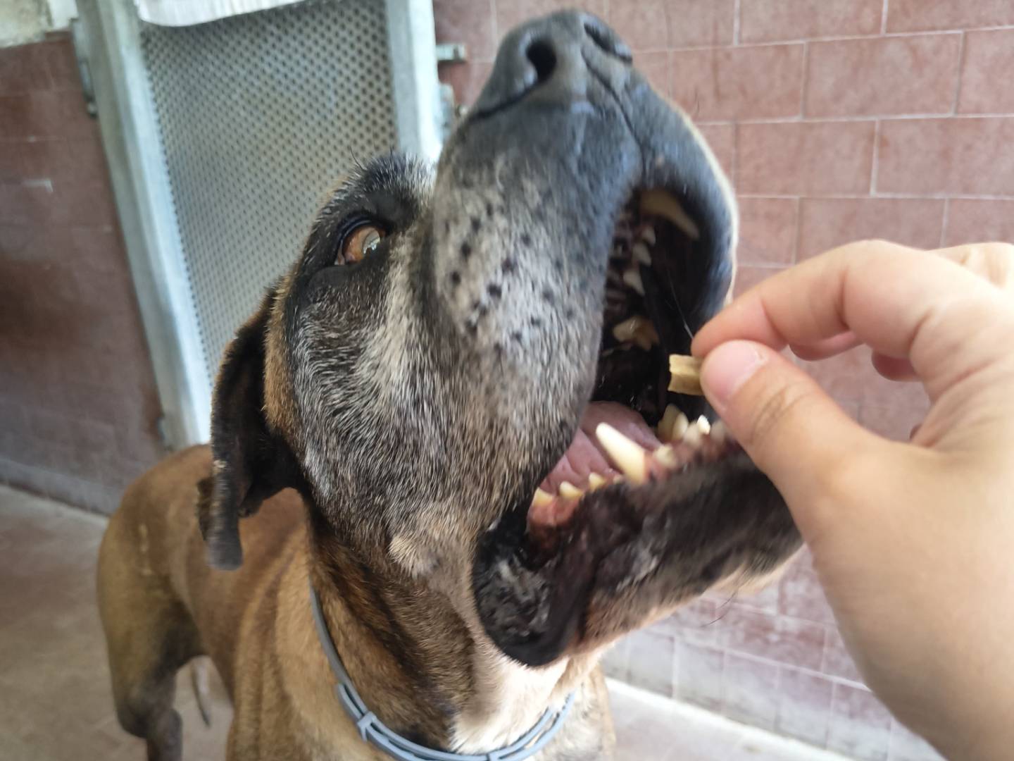 Adotta un cane, maschio, 5 anni  e 10 mesi , Milano