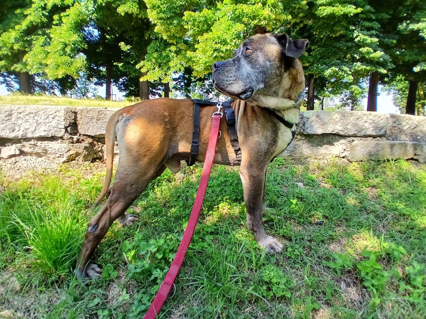 Adotta il cane Artù  a Milano