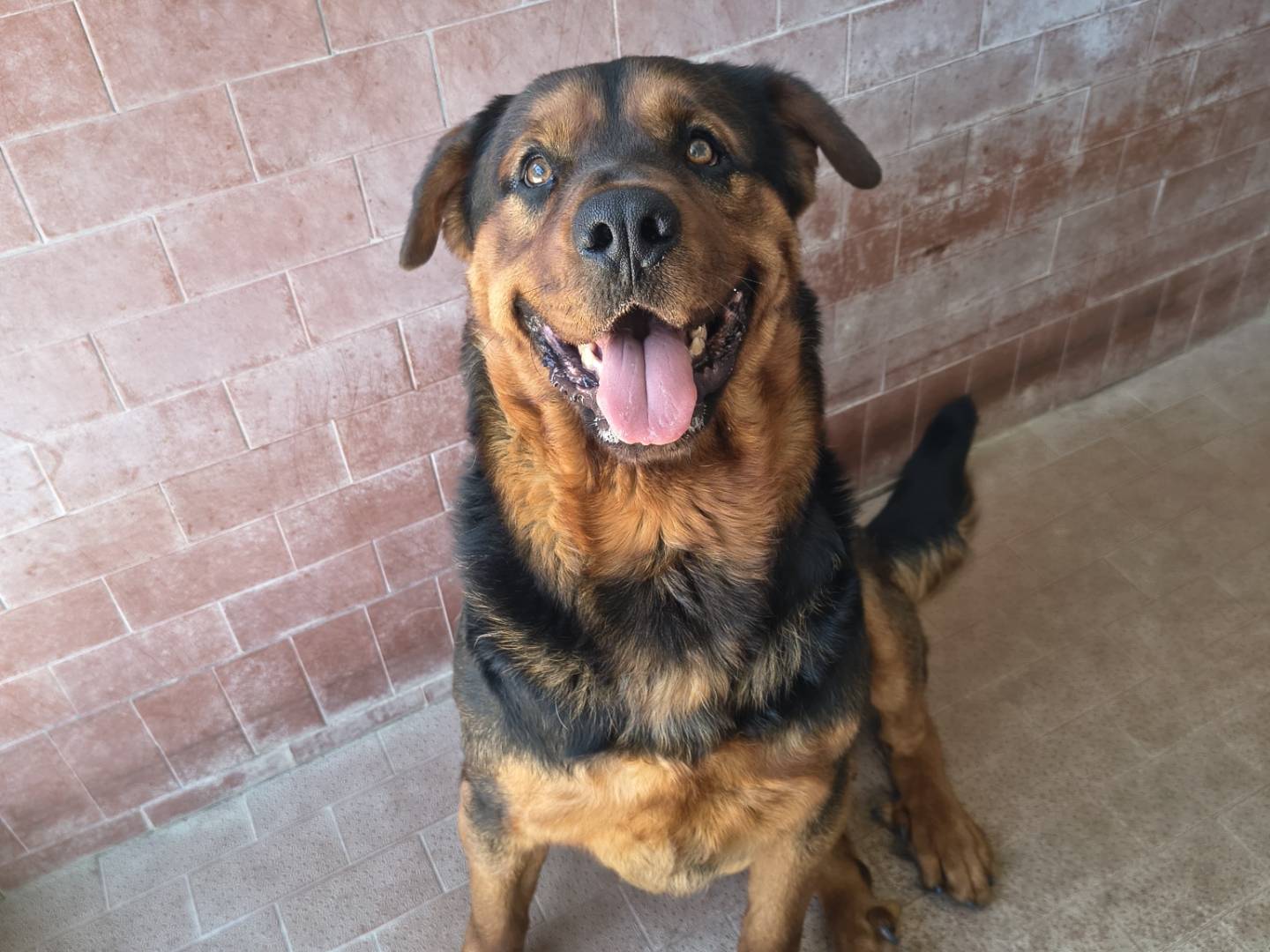 Adozione cane, maschio, Rottweiler Razza sconosciuta, 1 anno e 3 mesi , taglia gigante, Milano