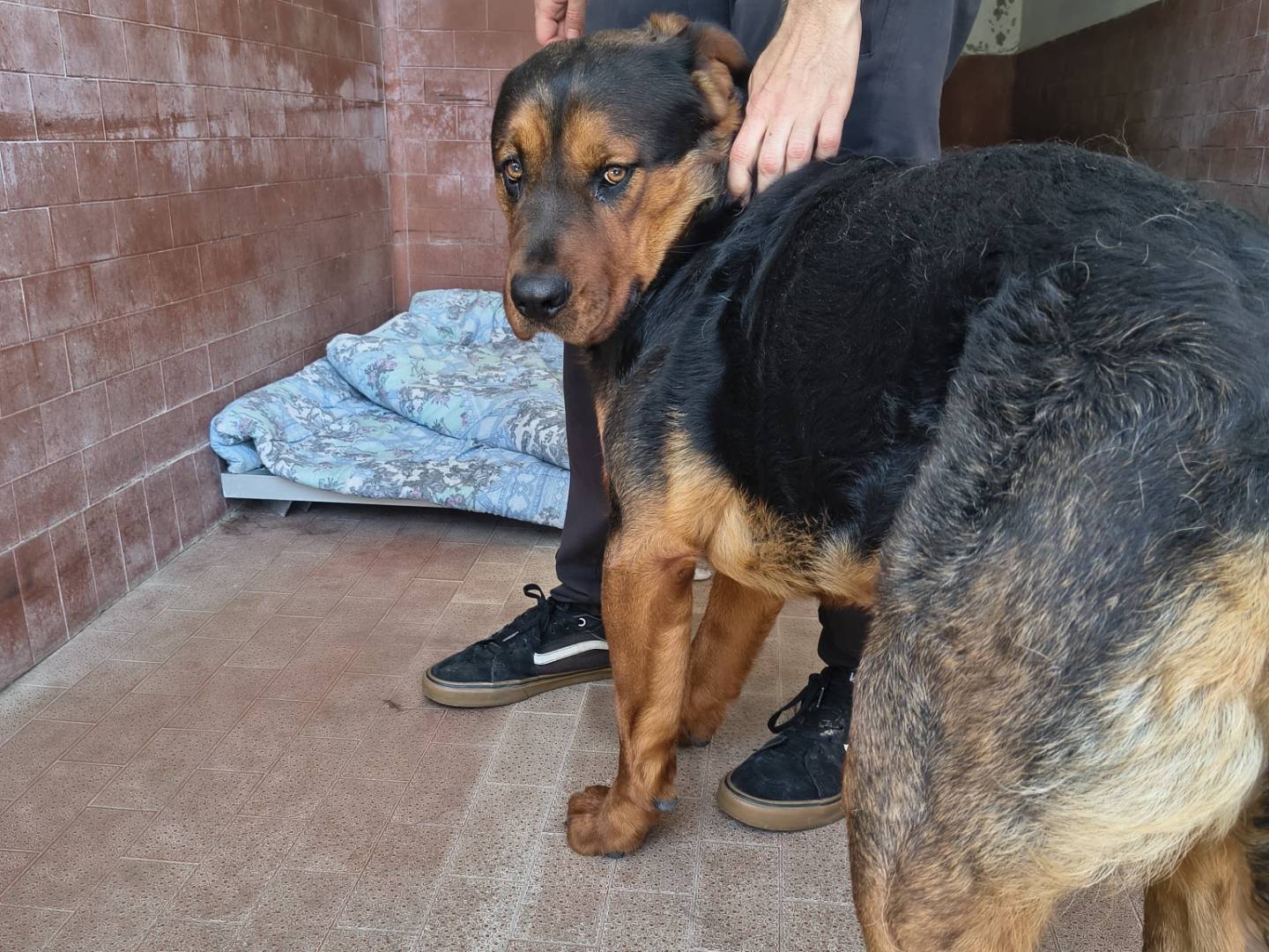 Adotta un cane, taglia gigante, maschio, Milano