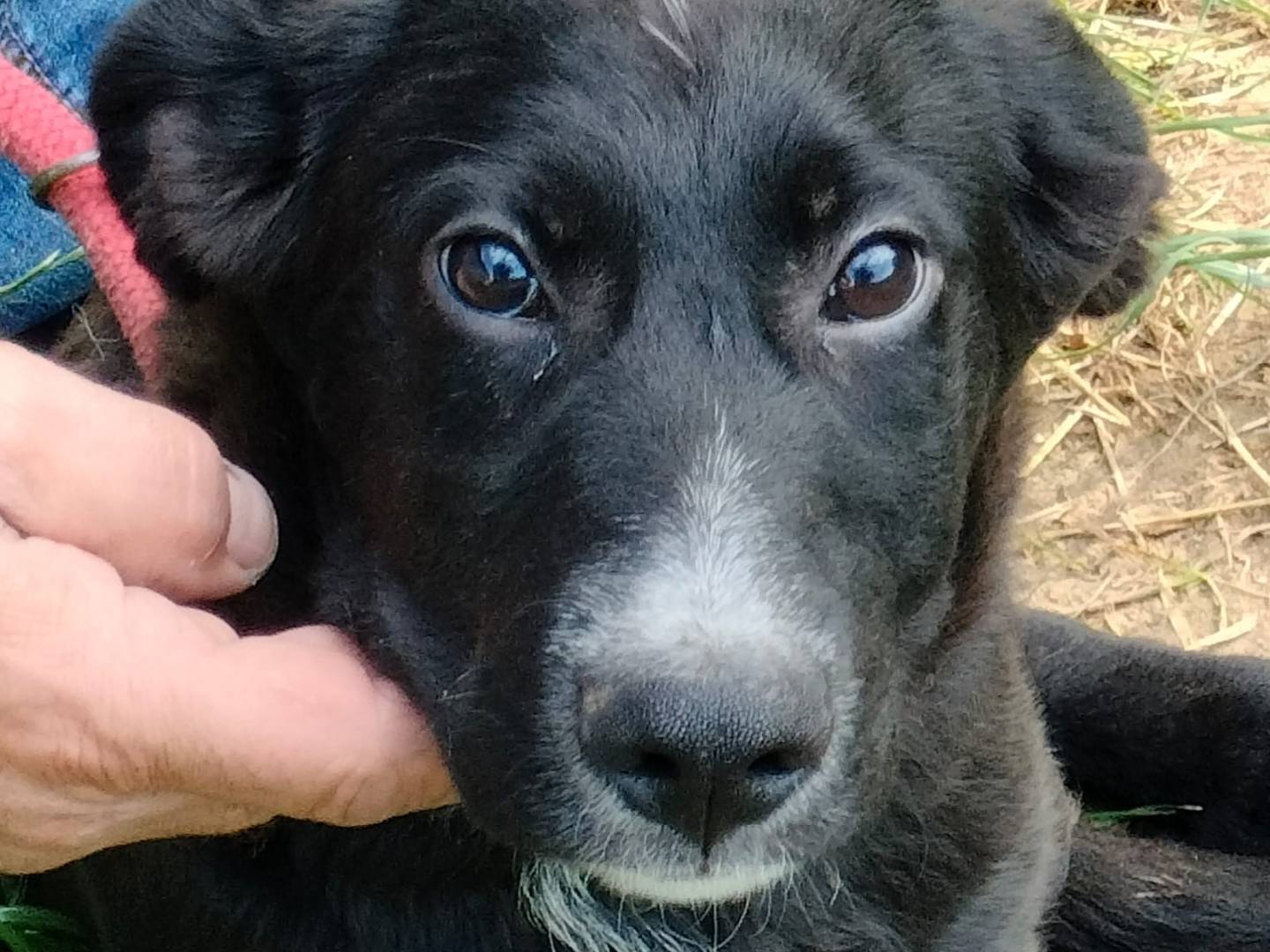 Foto dell'animale