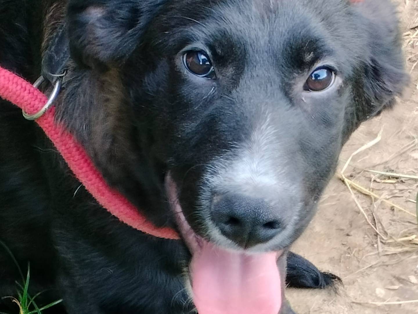 Adotta un cane, maschio, 5 mesi, Frosinone