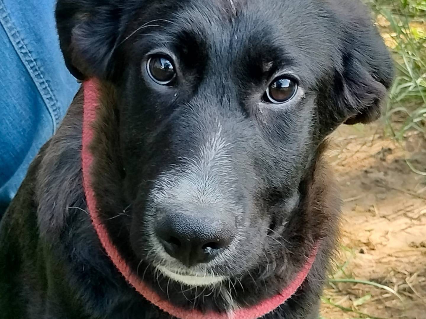Adotta un cane, taglia piccola, maschio, Frosinone