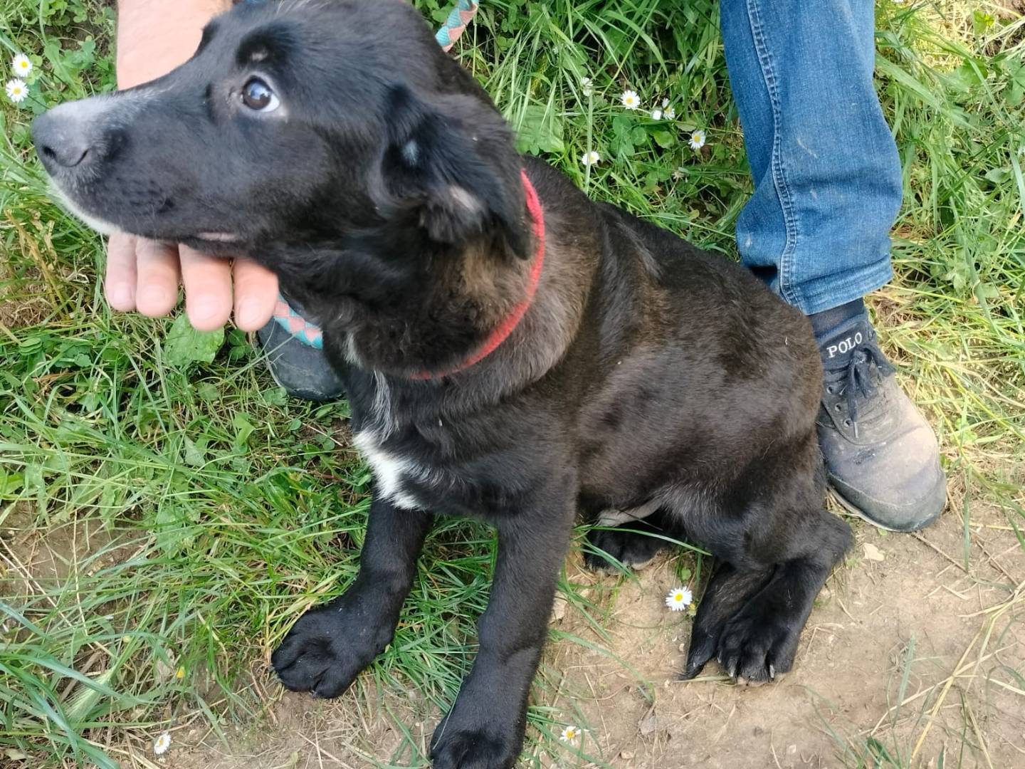 Vuoi adottare un cane a Frosinone?