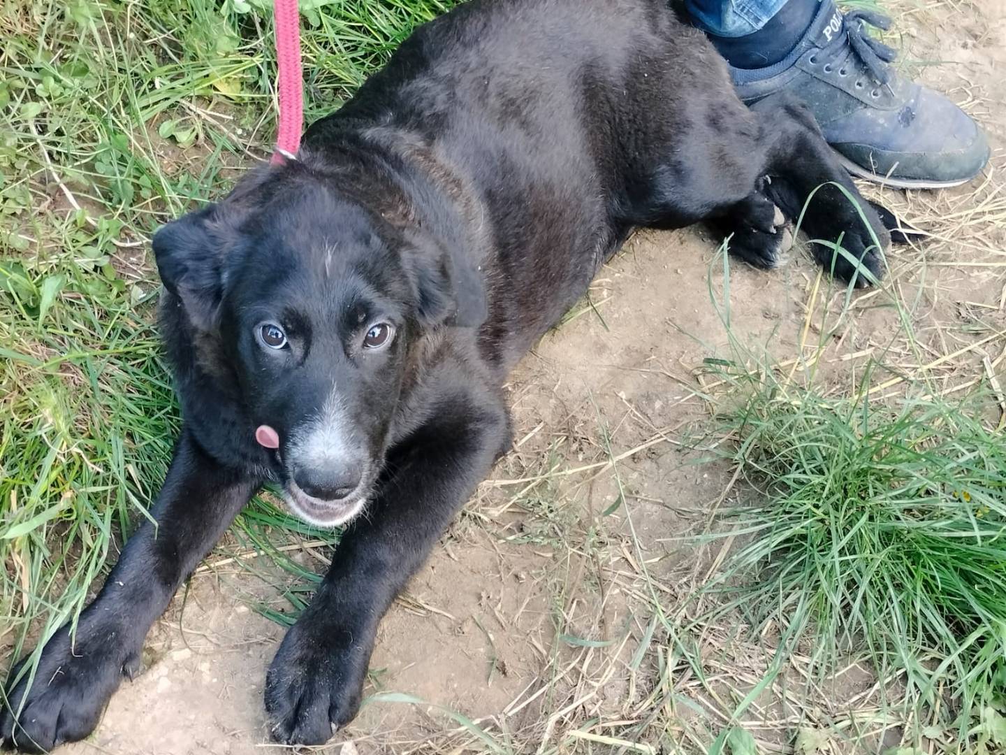 Adotta il cane SANSONE a Frosinone
