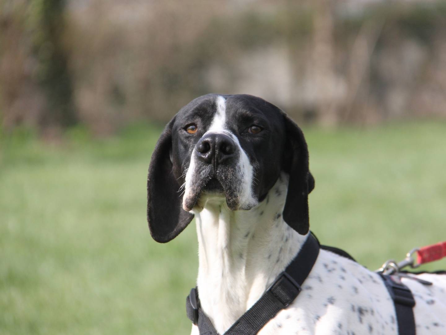 Adotta un cane, maschio, 4 anni  e 1 mese, Milano