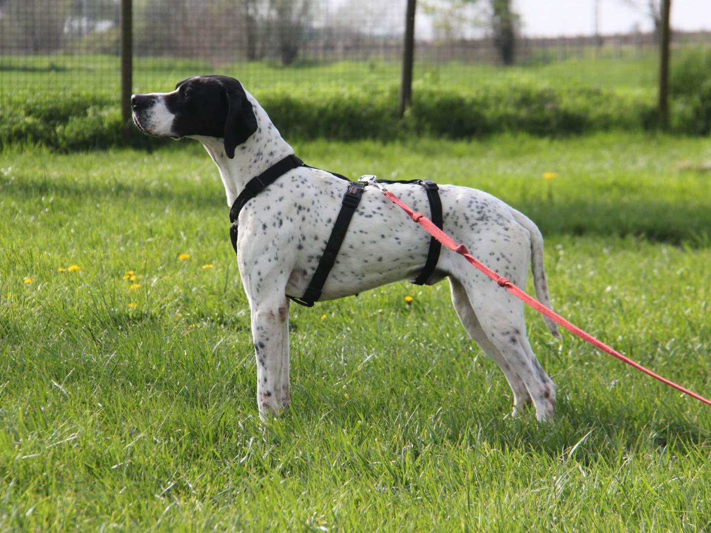 Adotta un cane, taglia media, maschio, Milano