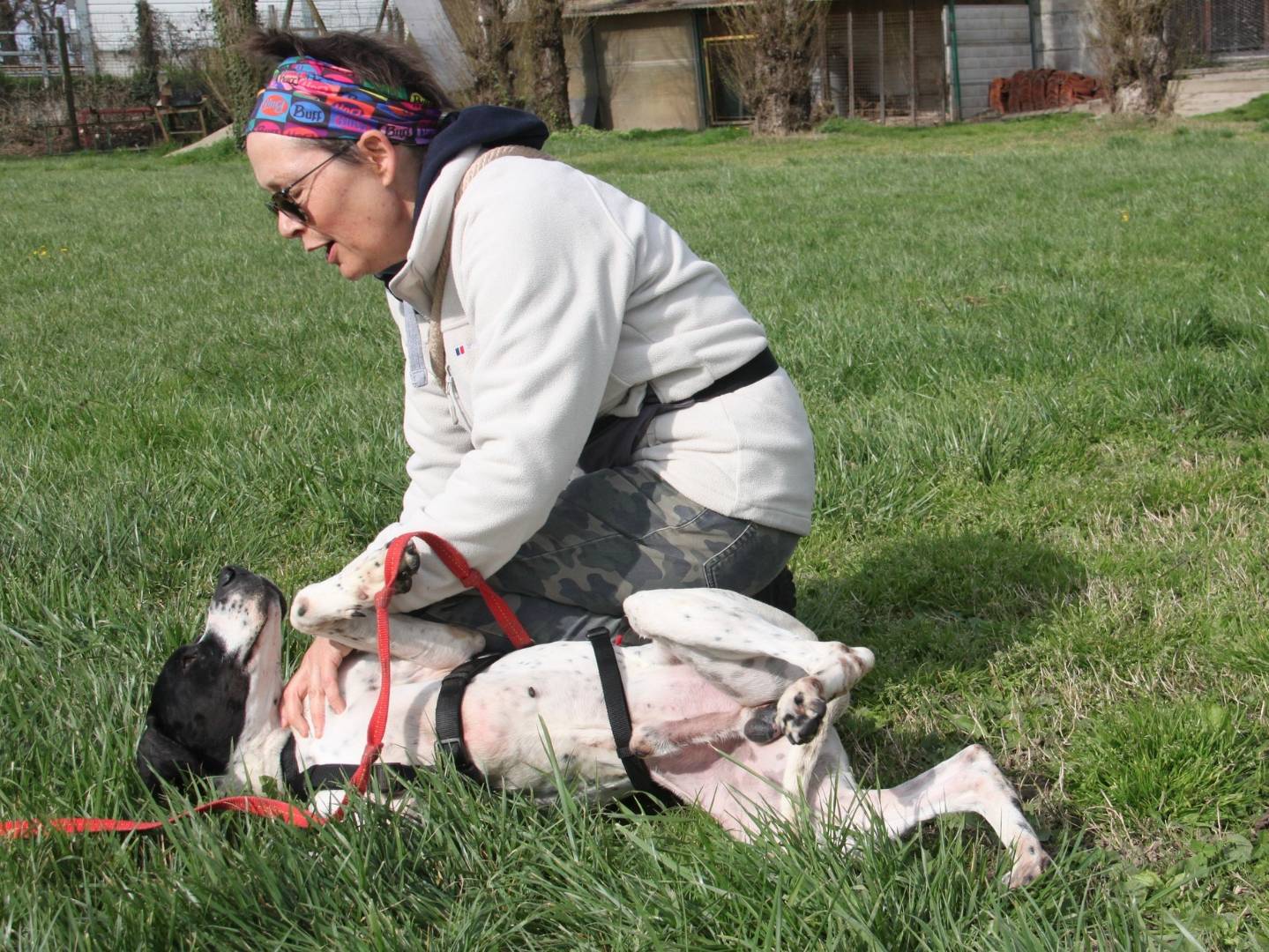 Vuoi adottare un cane a Milano?