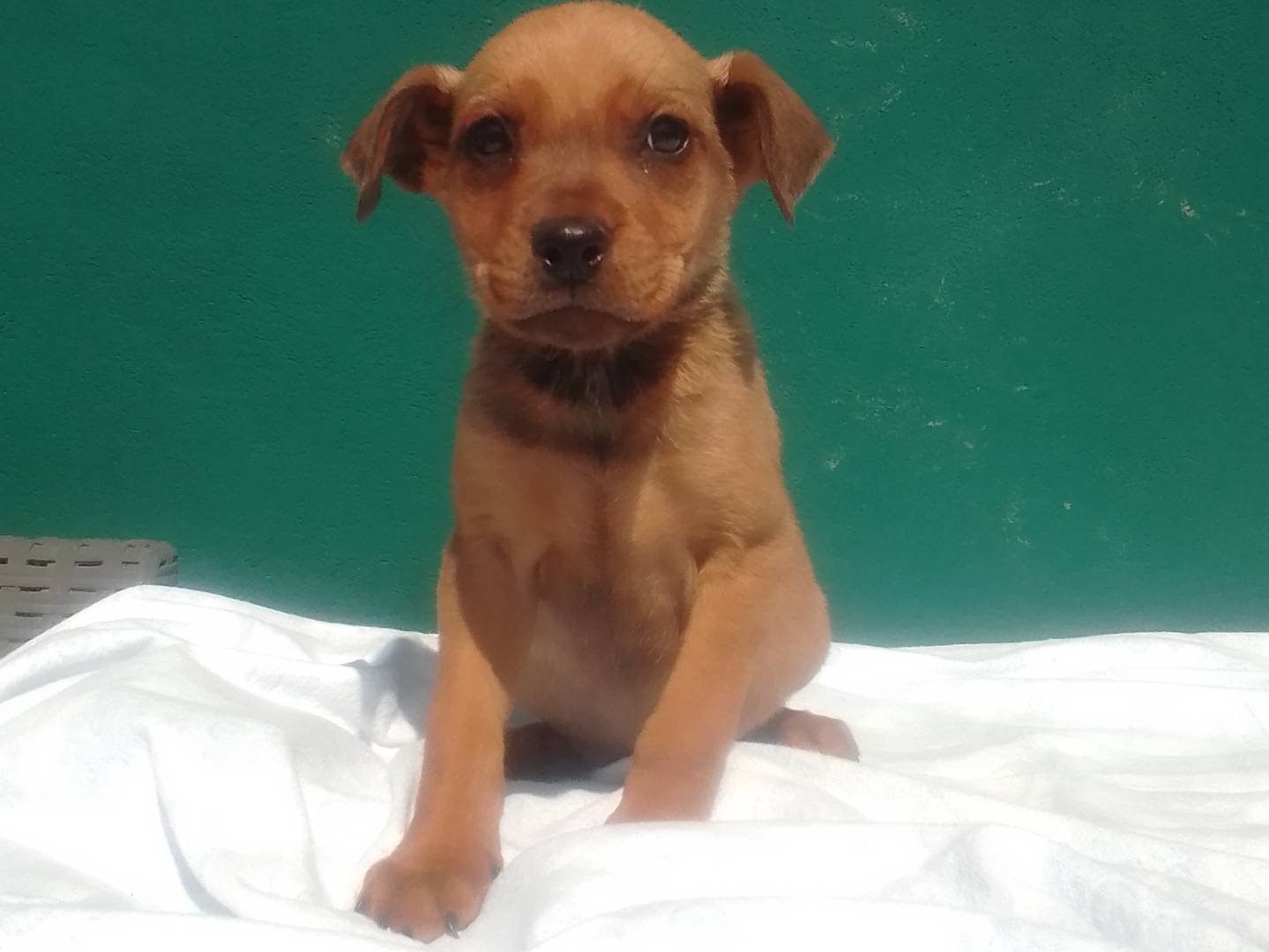 Adotta un cane, taglia media contenuta, maschio, Frosinone