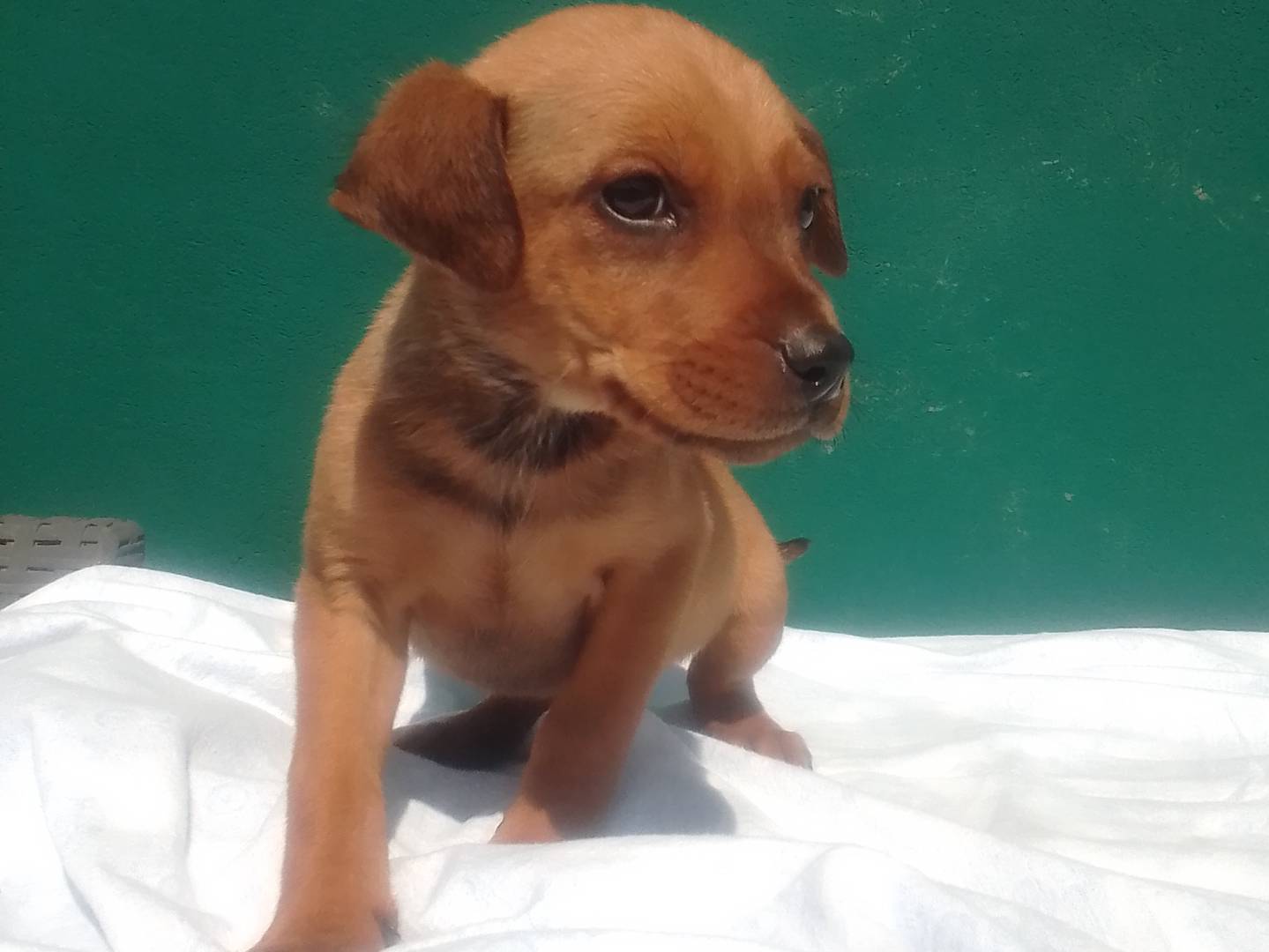 Vuoi adottare un cane a Frosinone?