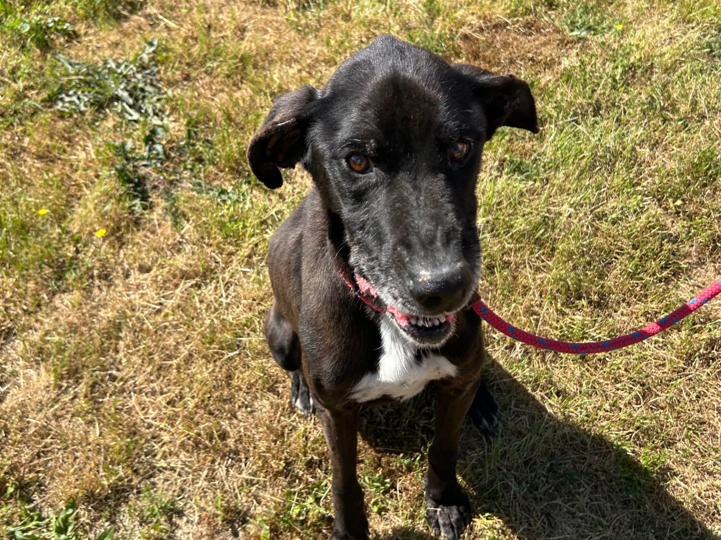 Adotta un cane, taglia media, maschio, Latina