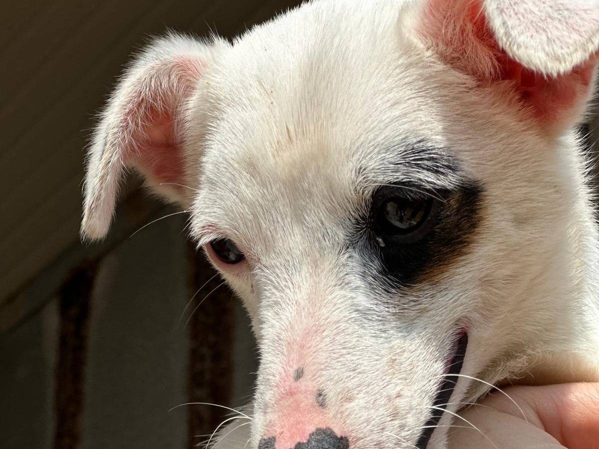 Foto dell'animale