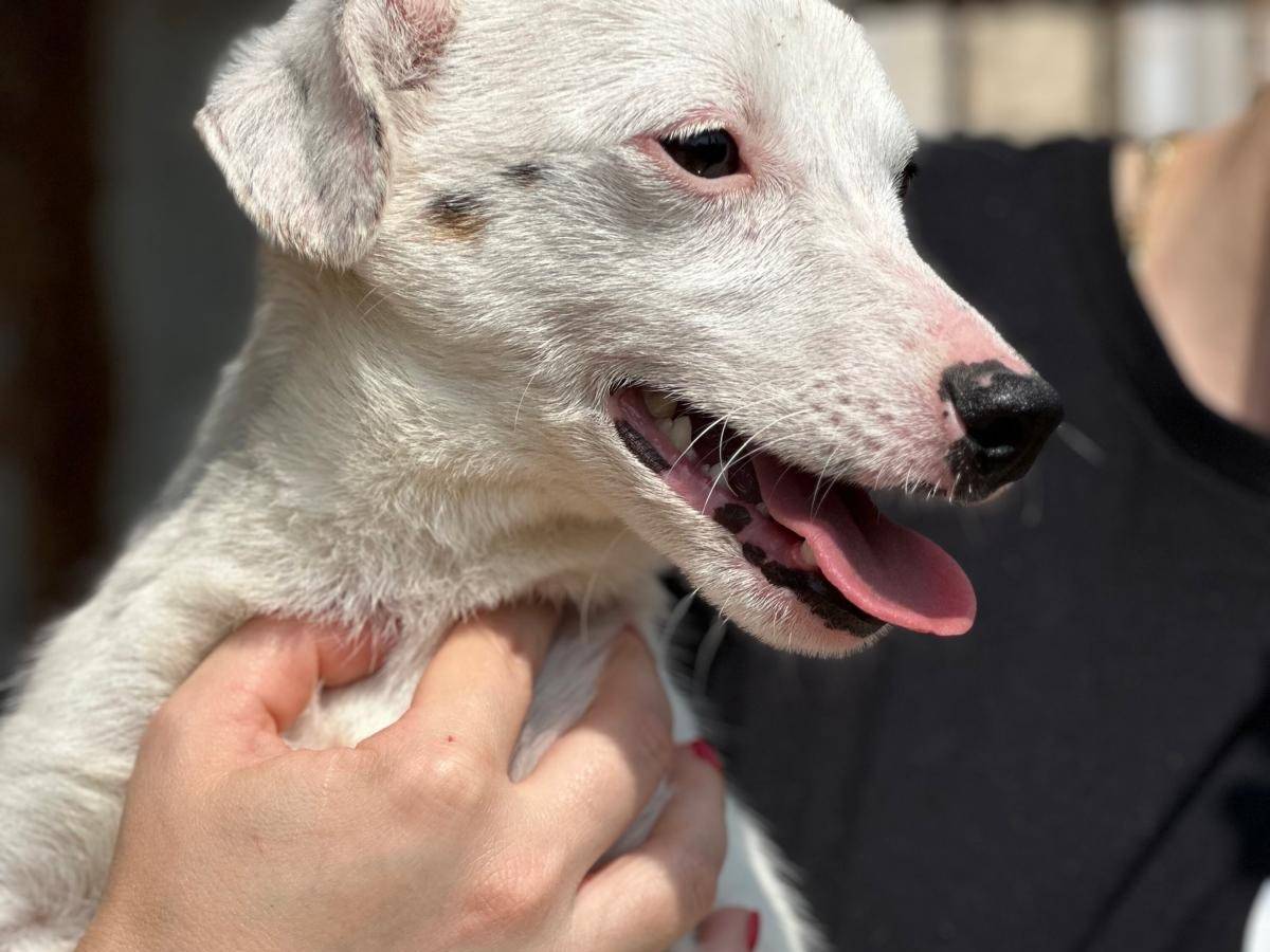 Adotta un cane, femmina, 5 mesi, Trapani