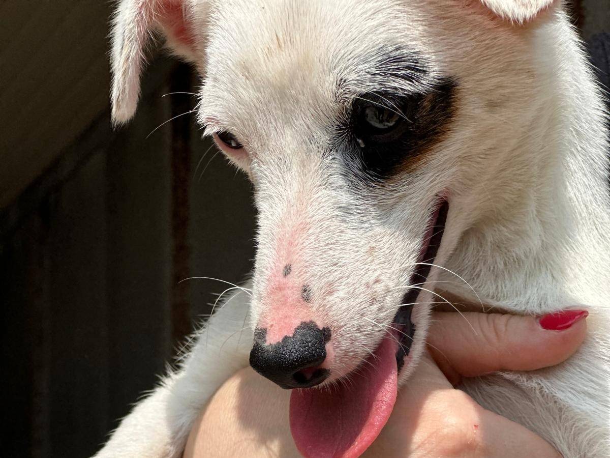 Adotta un cane, taglia piccola, femmina, Trapani