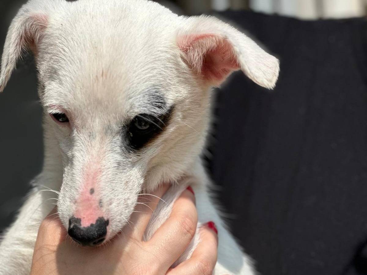 Vuoi adottare un cane a Trapani?