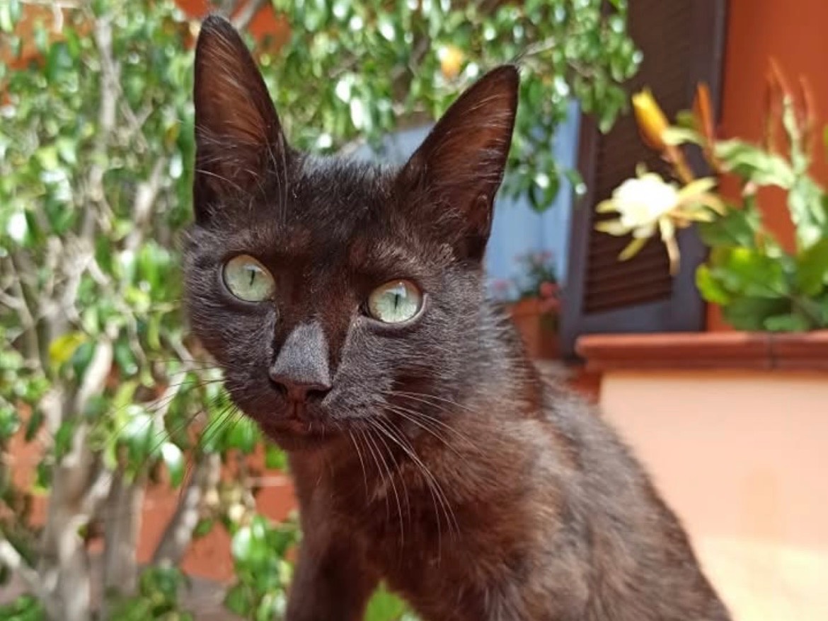 Adozione gatto, maschio, Razza sconosciuta Razza sconosciuta, 4 mesi, taglia non valida, Sassari