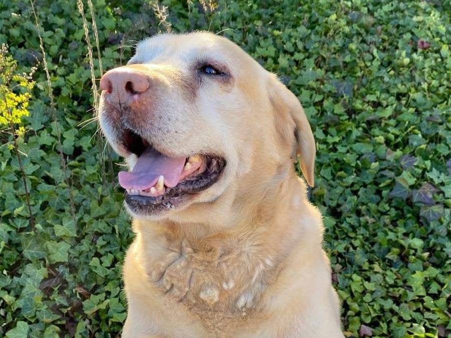 Foto dell'animale