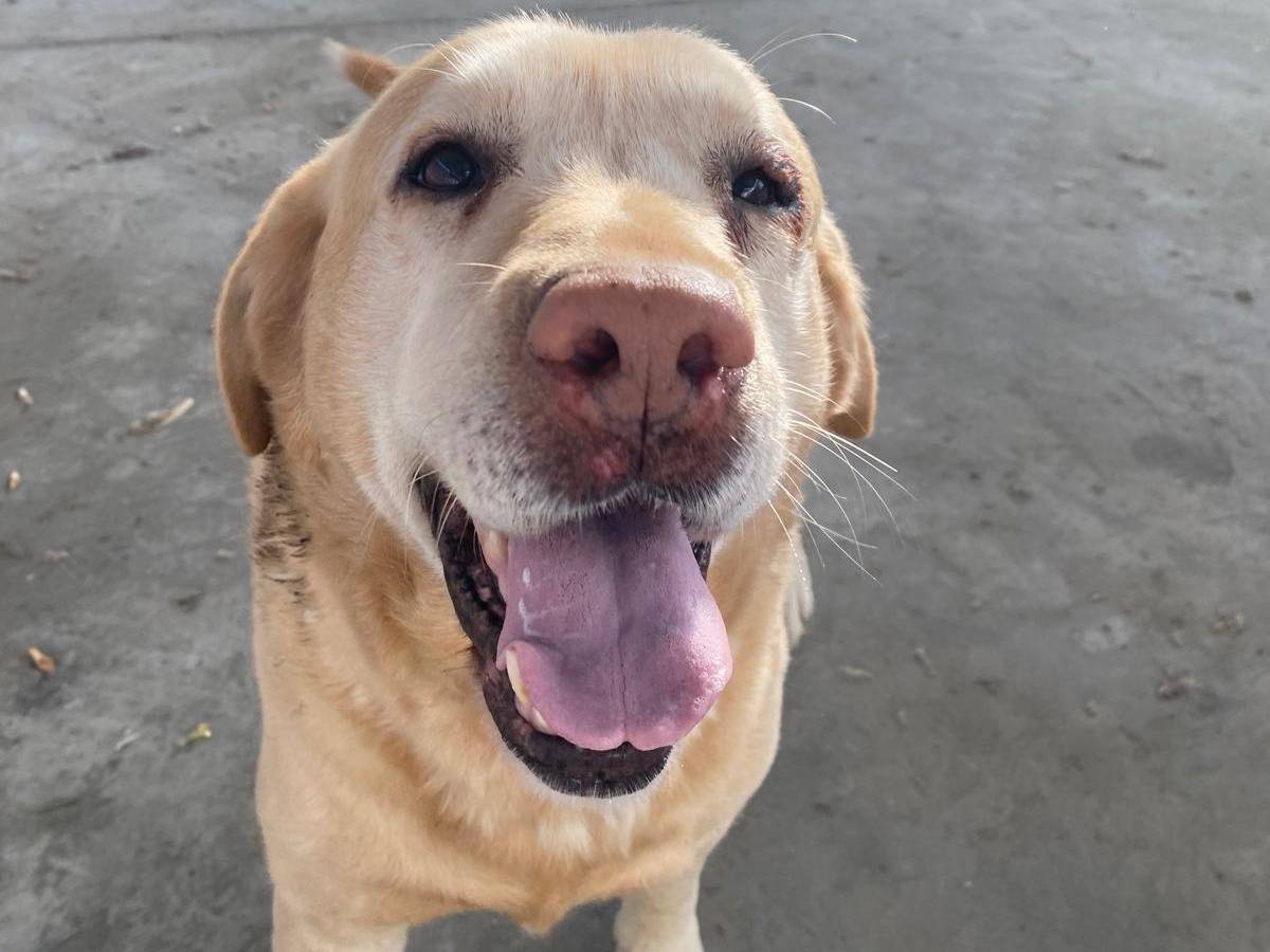 Adotta un cane, maschio, 9 anni  e 6 mesi , Bologna