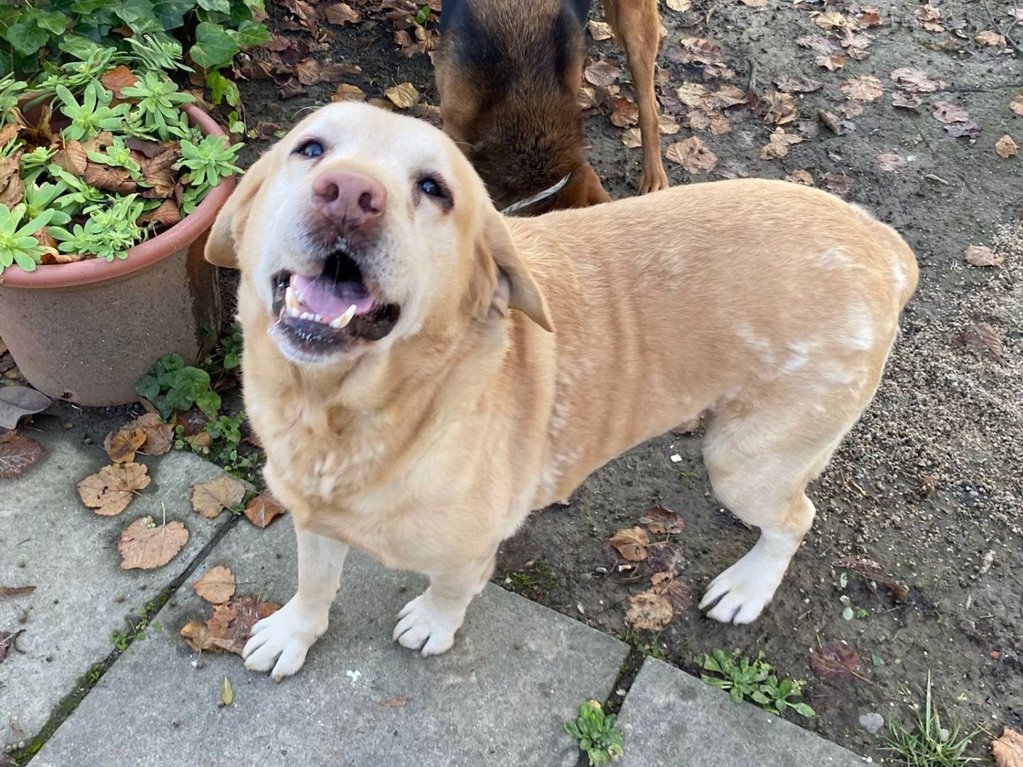 Adotta un cane, taglia gigante, maschio, Bologna
