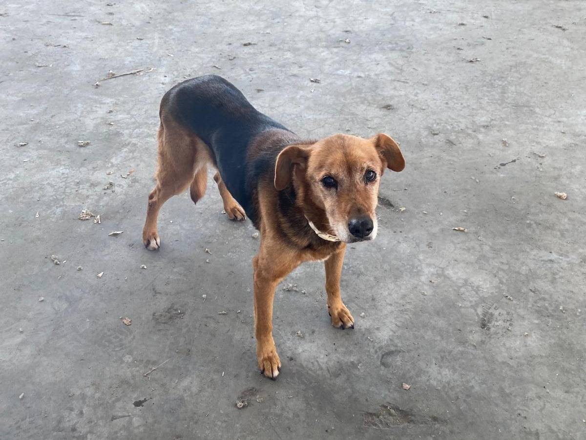 Vuoi adottare un cane a Bologna?
