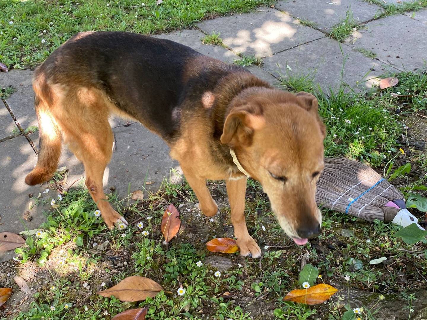 Adotta il cane ARGO e SISSI a Bologna