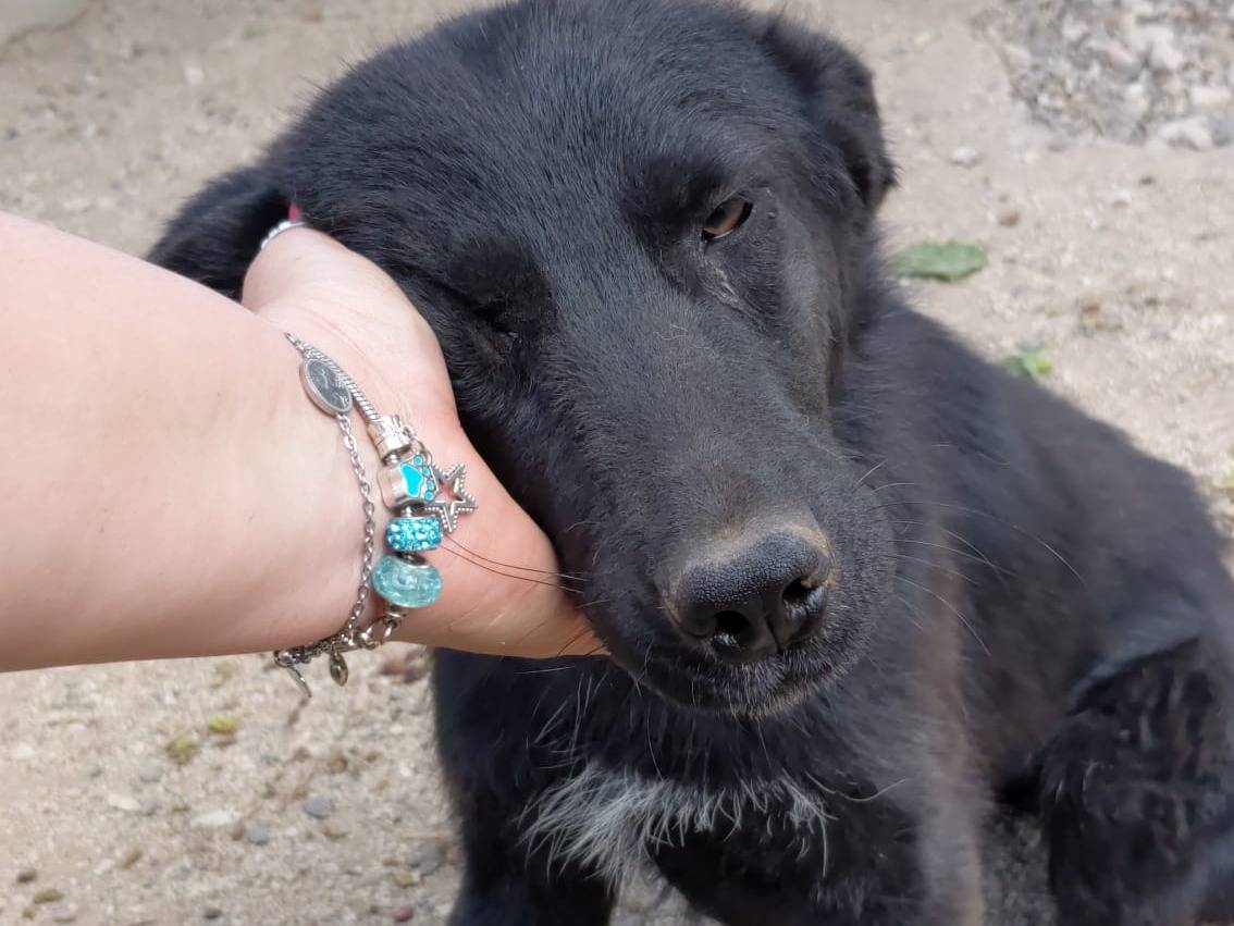 Vuoi adottare un cane a Caserta?