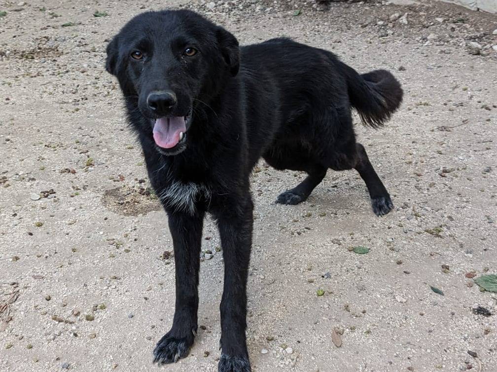 Adotta il cane SERENA a Caserta