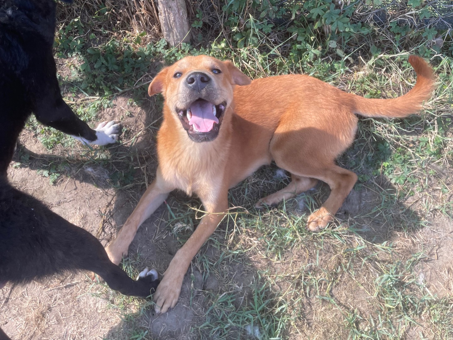 Adotta un cane, maschio, 1 anno e 7 mesi , Latina