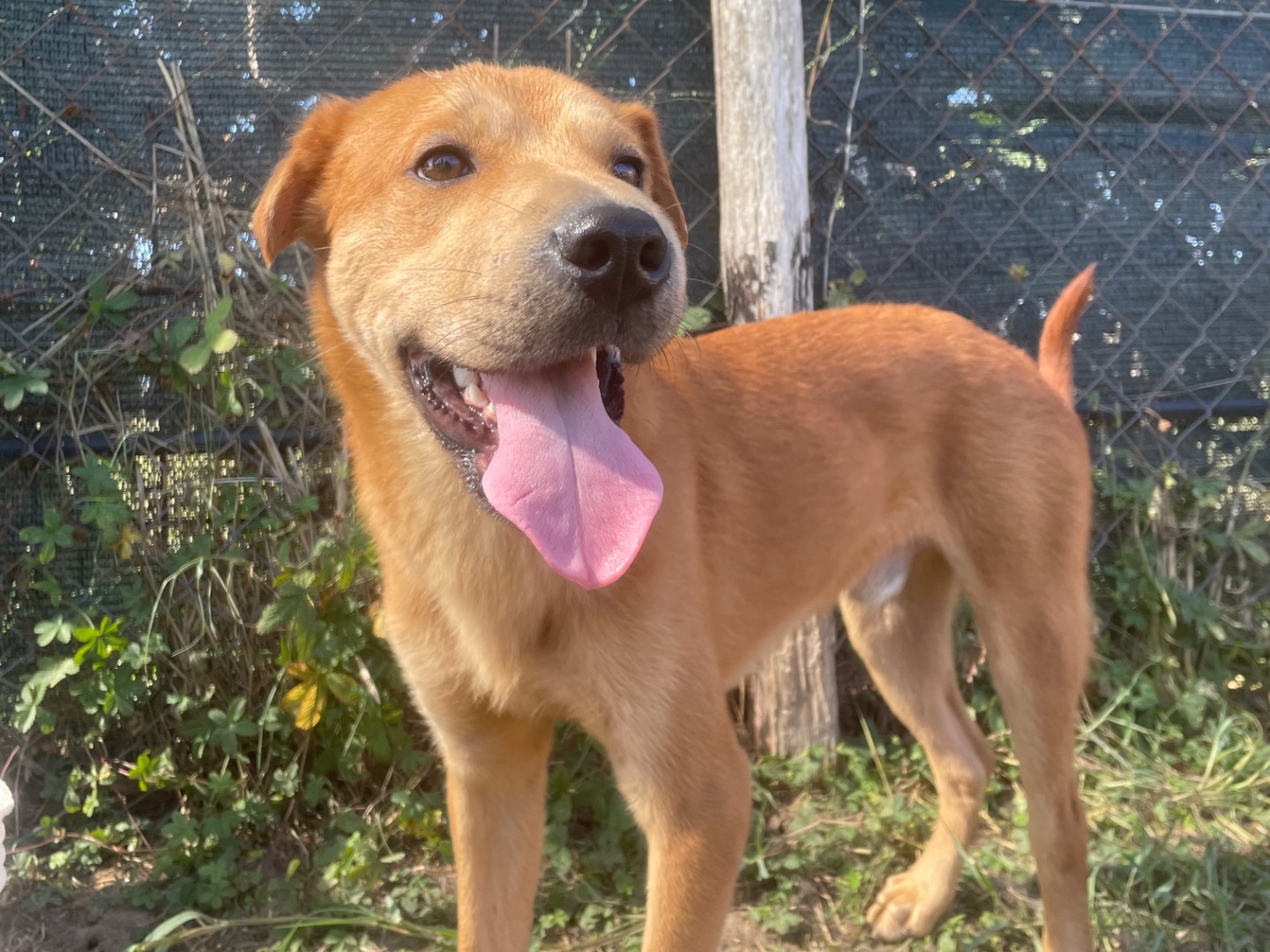 Adotta un cane, taglia media contenuta, maschio, Latina