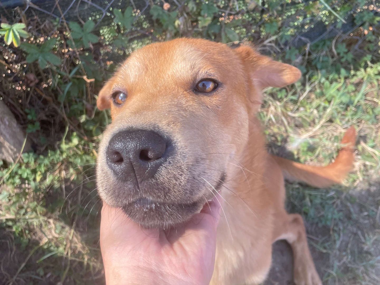 Vuoi adottare un cane a Latina?
