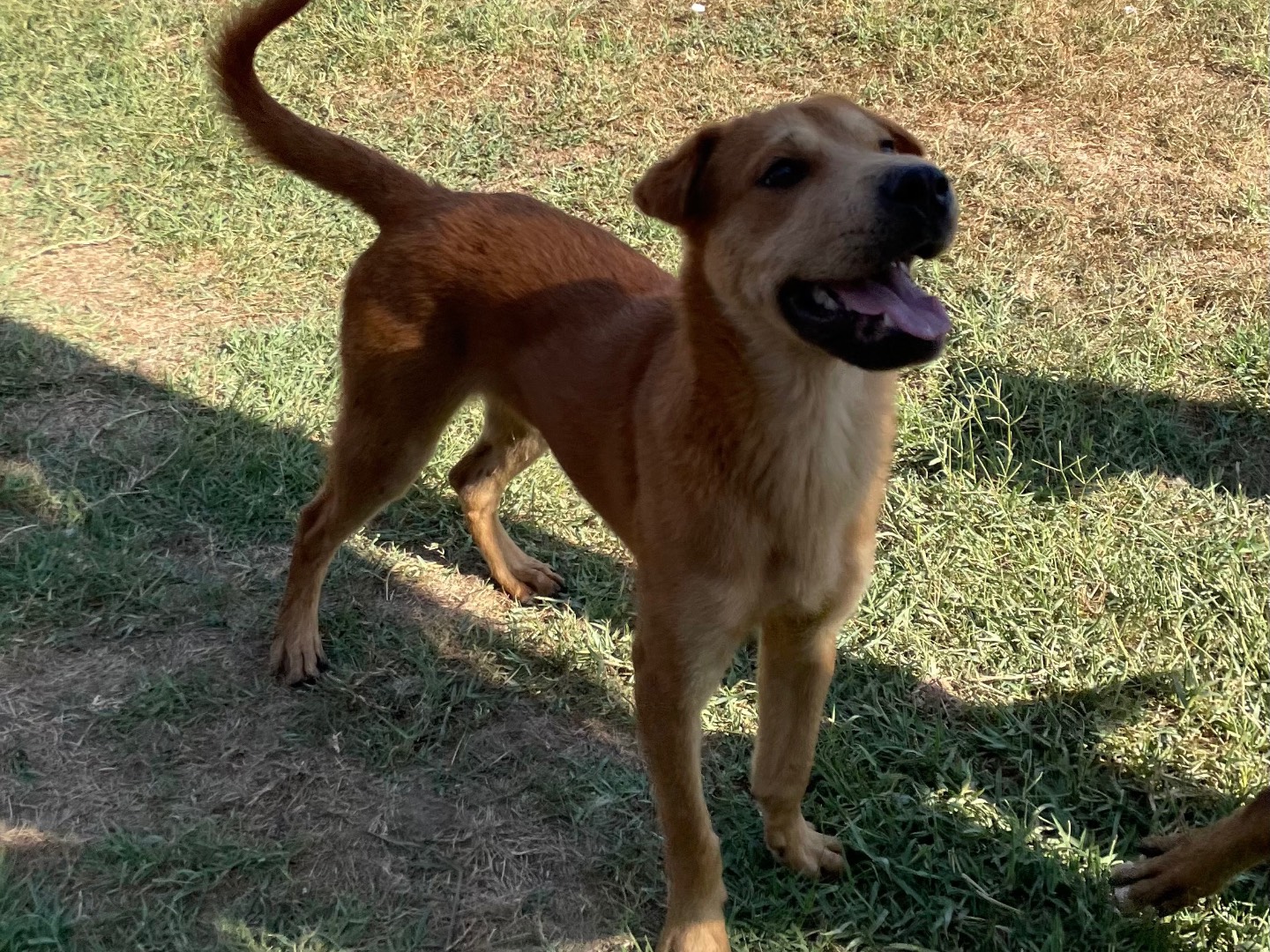 Adotta il cane Lars a Latina