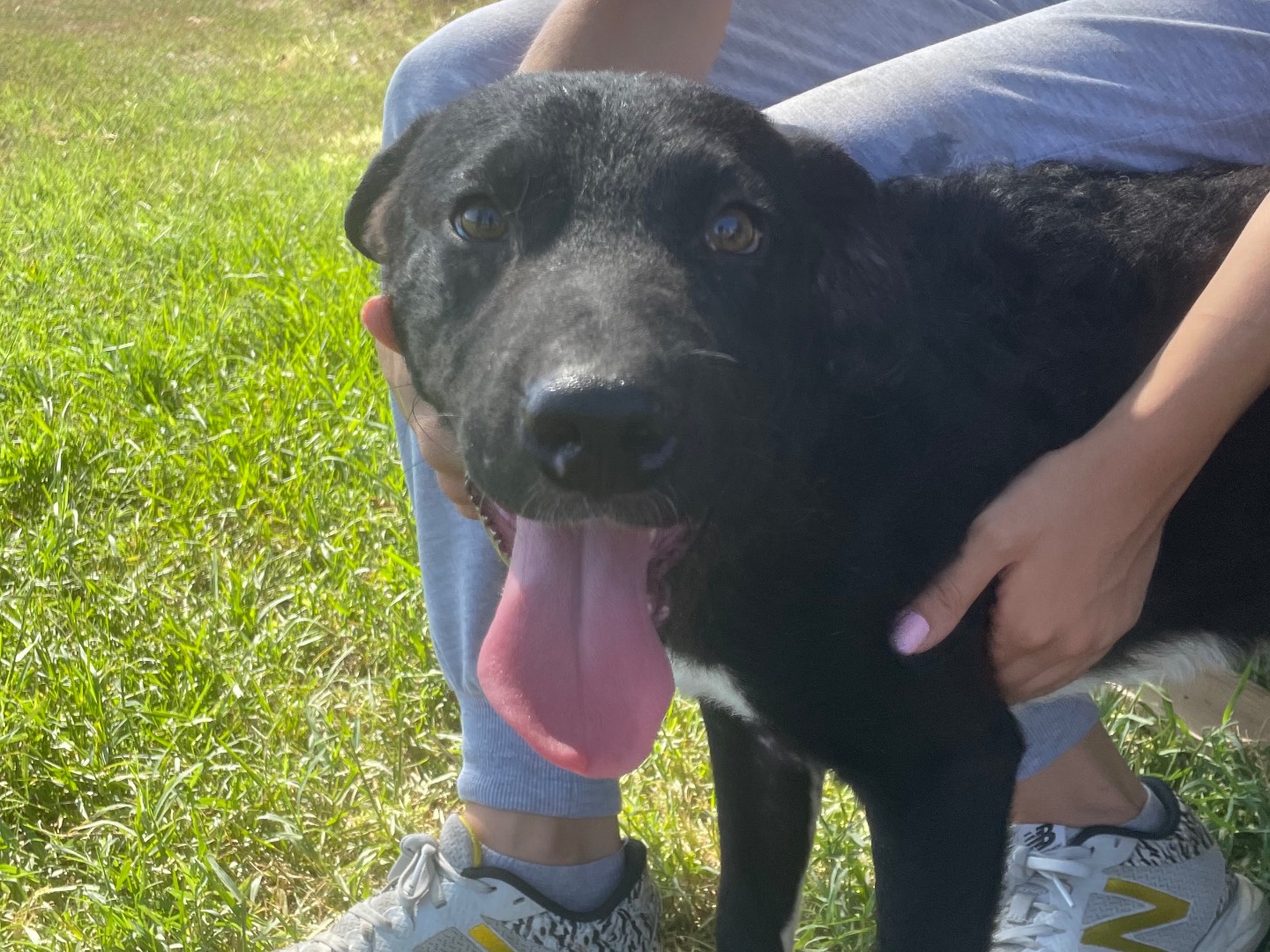 Adotta un cane, maschio, 1 anno e 6 mesi , Latina