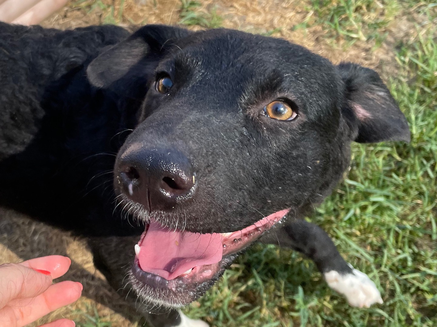 Adotta il cane Lampo a Latina