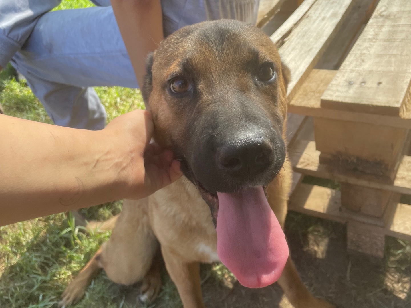 Adozione cane, femmina, Shar Pei Razza sconosciuta, 1 anno e 6 mesi , taglia media contenuta, Latina