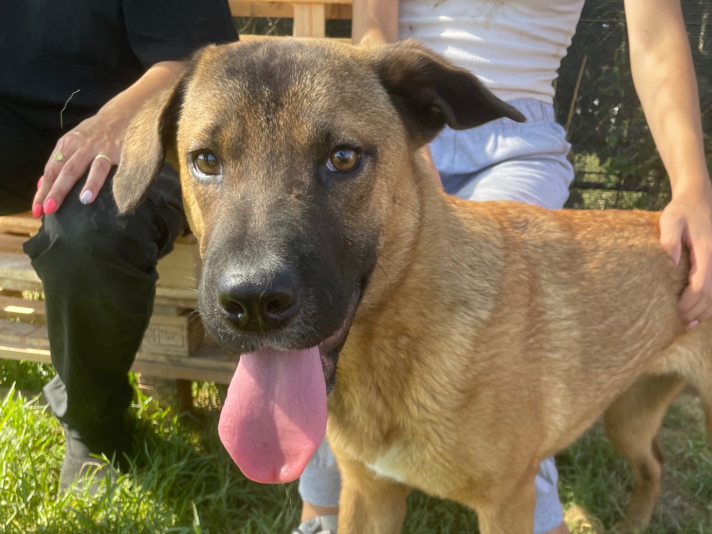 Adotta un cane, femmina, 1 anno e 6 mesi , Latina